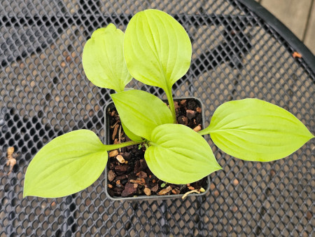 Hosta ´Golden Spades´